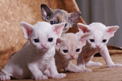 Cornish Rex 1 - cat Breeds | კატის ჯიშები | katis jishebi