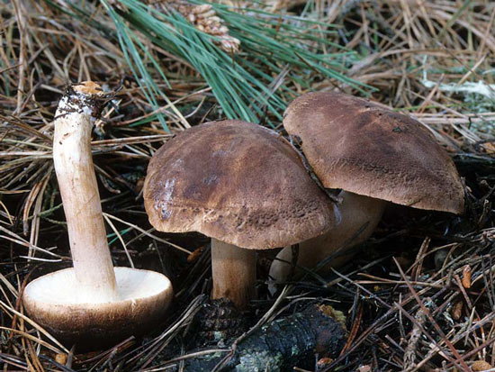 Tricholoma imbricatum - Fungi species | sokos jishebi | სოკოს ჯიშები