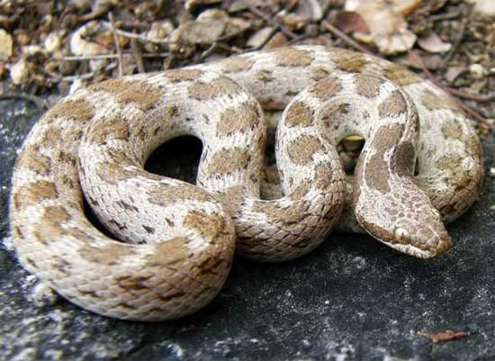 HOODED NIGHTSNAKE  Hypsiglena  - snake species | gveli | გველი