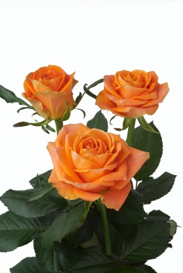 Radiance - Rose Varieties | VARDI | ვარდი                                                                                                                