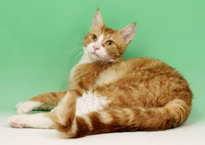 La Perm 2 - cat Breeds | კატის ჯიშები | katis jishebi