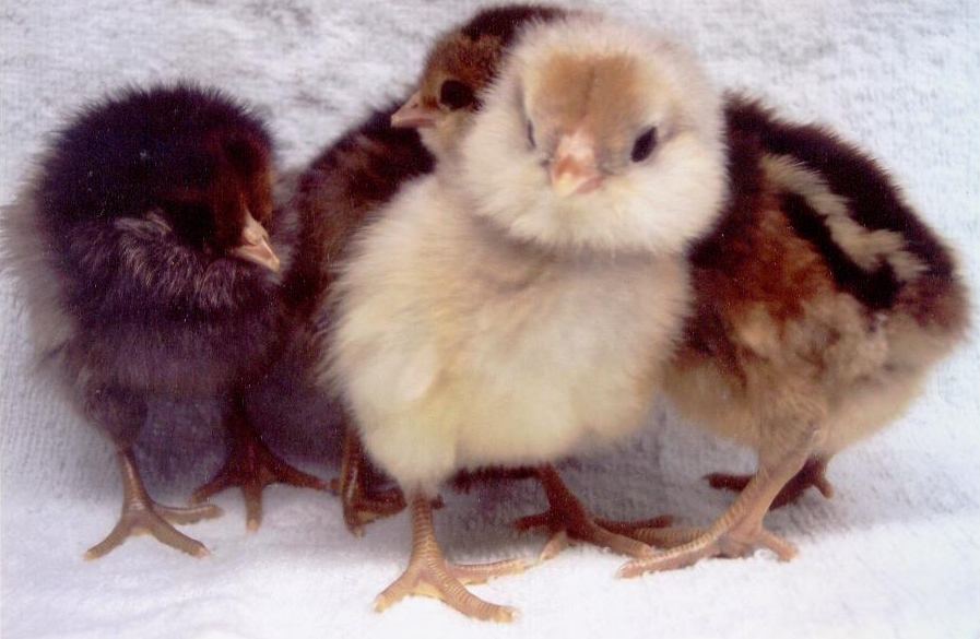 Ameraucana 1 - chicken Breeds | ქათმის ჯიშები | qatmis jishebi