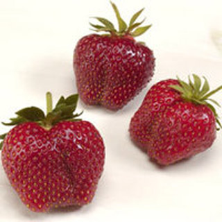 AC Wendy - Strawberry Varieties