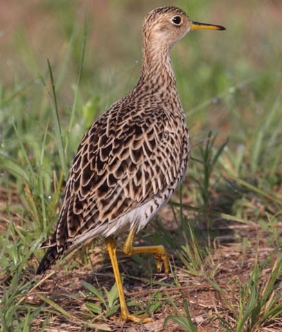 Upland Sandpiper - Bird Species | Frinvelis jishebi | ფრინველის ჯიშები