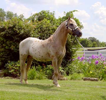 Pony 2 - horse Breeds | ცხენის ჯიშები| cxenis jishebi