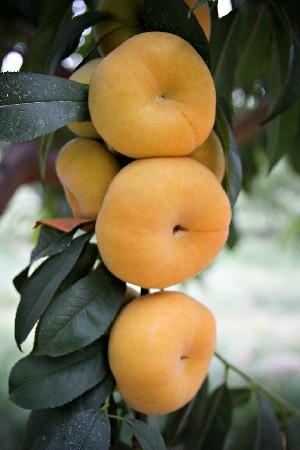Tangos - Peach Varieties