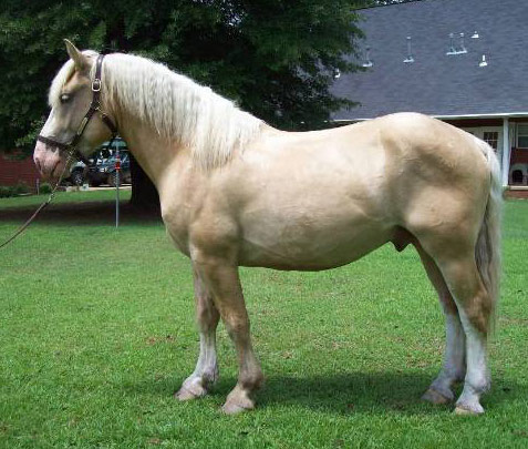 ცხენი American Cream Draft - ის სურათი