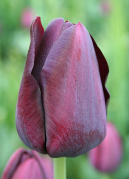 Queen of Night -                                                         Species Tulip| TITA | ტიტა                                                        