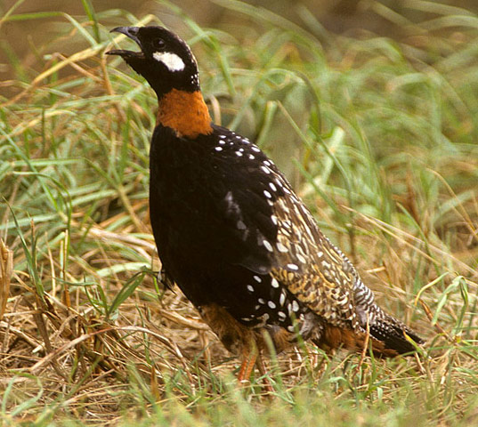 Black Francolin - Bird Species | Frinvelis jishebi | ფრინველის ჯიშები