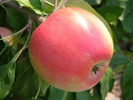 Zestar - Apple Varieties