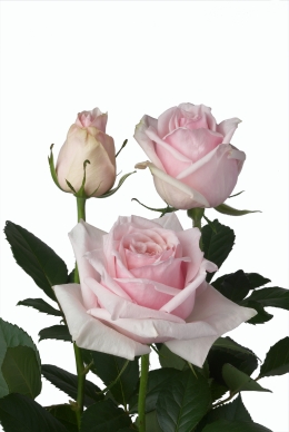 Parfumé de Grande - Rose Varieties | VARDI | ვარდი                                                                                                                