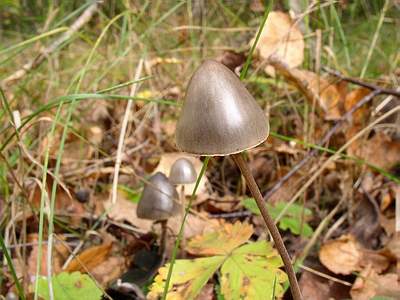 Panaeolus campanulatus: Panaeolus papilionaceus - Mushroom Species Images