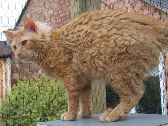 La Perm 1 - cat Breeds | კატის ჯიშები | katis jishebi