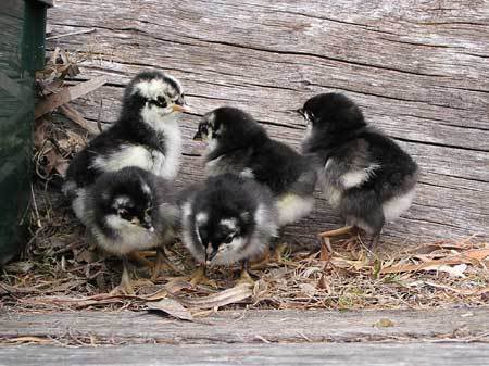 Australorp 1 - chicken Breeds | ქათმის ჯიშები | qatmis jishebi