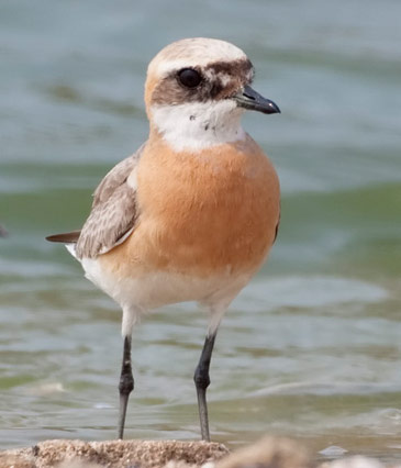 Lesser Sand-Plover - Bird Species | Frinvelis jishebi | ფრინველის ჯიშები