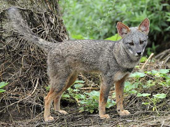 Sechuran Fox - fox species | melias jishebi | მელიას ჯიშები