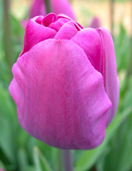 Negrita -                                                         Species Tulip| TITA | ტიტა                                                        