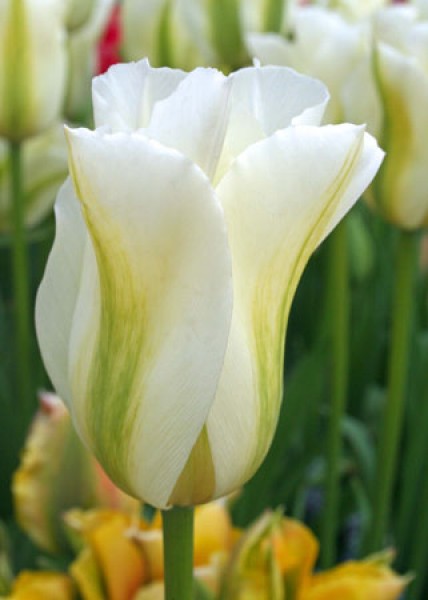 Spring Green -                                                         Species Tulip| TITA | ტიტა                                                        