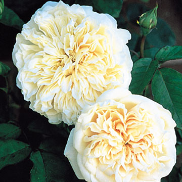 Sombreuil Climbing - Rose Varieties | VARDI | ვარდი                                                                                                                
