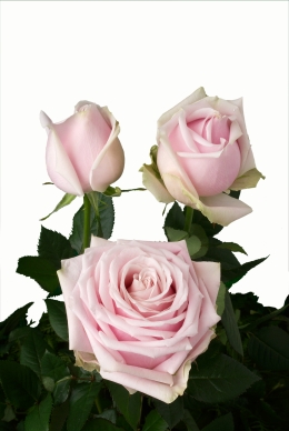 Sweet Avalanche - Rose Varieties | VARDI | ვარდი                                                                                                                