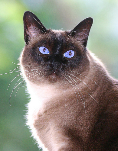 კატა Applehead Siamese - ის სურათი