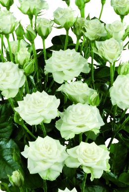 Snowflake - Rose Varieties | VARDI | ვარდი                                                                                                                