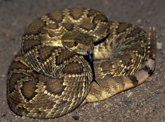  MOHAVE RATTLESNAKE <br /> Crotalus scutulatus - snake species | gveli | გველი