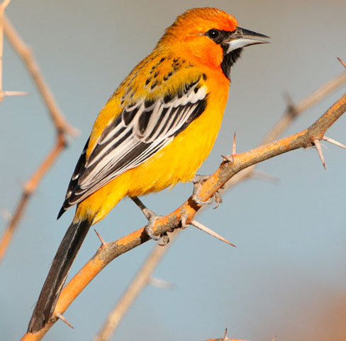 Streak-backed Oriole - Bird Species | Frinvelis jishebi | ფრინველის ჯიშები