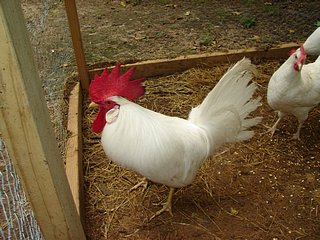 Leghorn 3 - chicken Breeds | ქათმის ჯიშები | qatmis jishebi