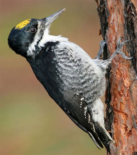 Black-backed Woodpecker - Bird Species | Frinvelis jishebi | ფრინველის ჯიშები