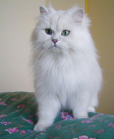 British Semi-Longhair 2 - cat Breeds | კატის ჯიშები | katis jishebi