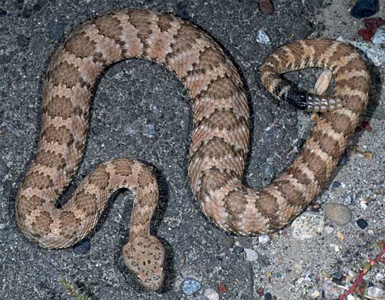 Crotalus stephensi - Panamint Rattlesnake - snake species | gveli | გველი