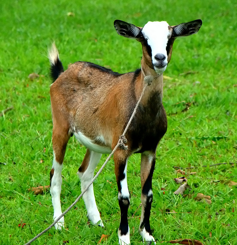 Philippine Goat - goats Breeds | txis jishebi | თხის ჯიშები