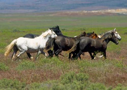 Mustang - horse Breeds | ცხენის ჯიშები| cxenis jishebi