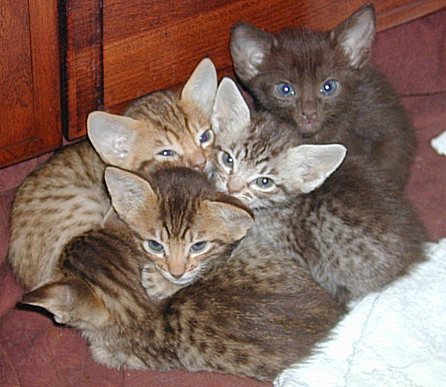 Ocicat 1 - cat Breeds | კატის ჯიშები | katis jishebi