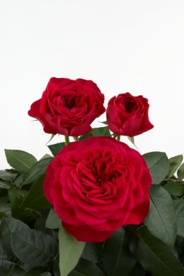 Darcey - Rose Varieties | VARDI | ვარდი                                                                                                                