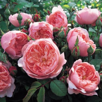 The Alnwick Rose - Own Root - Rose Varieties | VARDI | ვარდი                                                                                                                