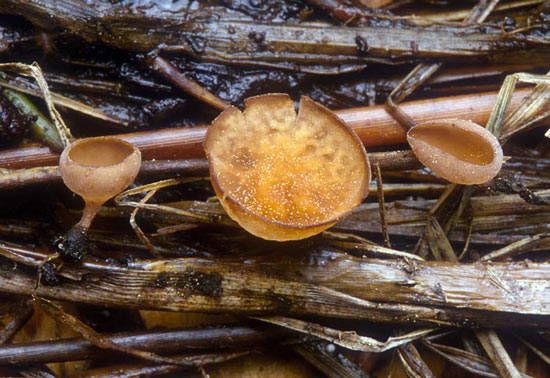 Sclerotinia veratri - Fungi species | sokos jishebi | სოკოს ჯიშები