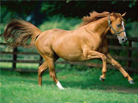 Appendix Quarter Horse - horse Breeds | ცხენის ჯიშები| cxenis jishebi