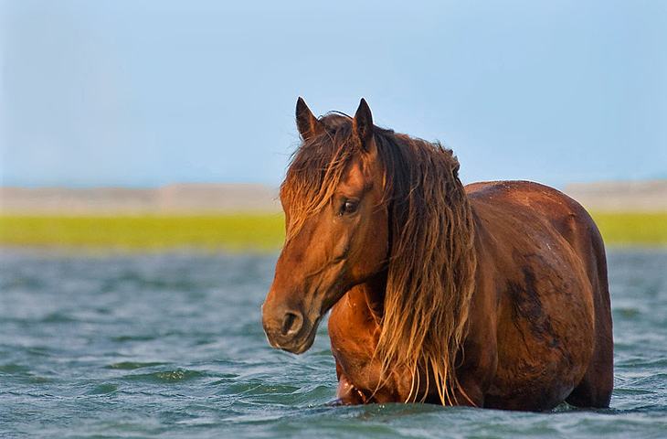 Banker Horse - horse Breeds | ცხენის ჯიშები| cxenis jishebi
