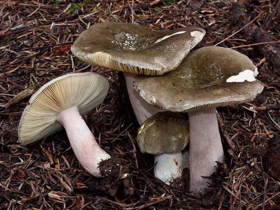 Russula olivacea - Fungi species | sokos jishebi | სოკოს ჯიშები