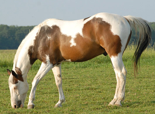 American Paint Horse - horse Breeds | ცხენის ჯიშები| cxenis jishebi