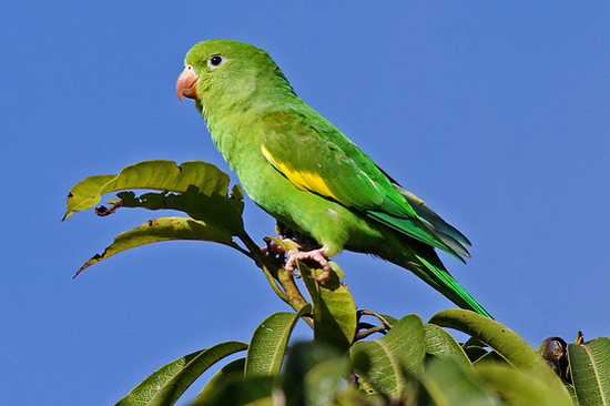 Yellow-chevroned Parakeet - Bird Species | Frinvelis jishebi | ფრინველის ჯიშები