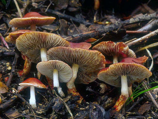 Naematoloma aurantiaca: Hypholoma aurantiaca - Fungi species | sokos jishebi | სოკოს ჯიშები