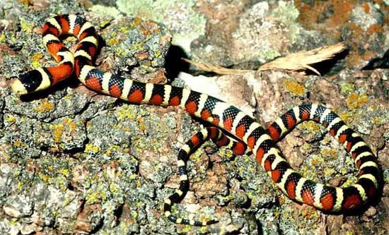 SONORAN MOUNTAIN KINGSNAKE   <br />  Lampropeltis pyromelana - snake species | gveli | გველი