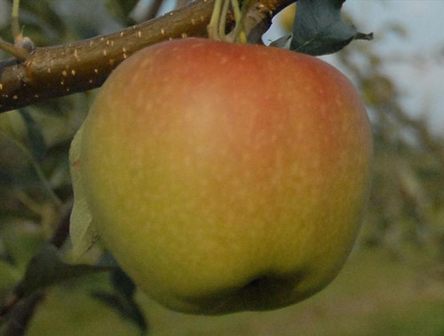 Spitzenburg - Apple Varieties