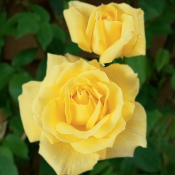 Mellow Yellow - Rose Varieties | VARDI | ვარდი                                                                                                                