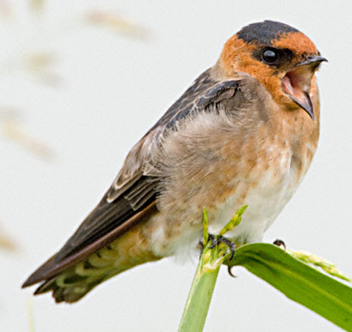 Cave Swallow - Bird Species | Frinvelis jishebi | ფრინველის ჯიშები