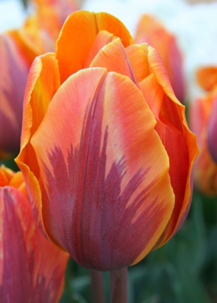 Prinses Irene -                                                         Species Tulip| TITA | ტიტა                                                        