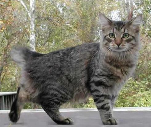 American Bobtail 4 - cat Breeds | კატის ჯიშები | katis jishebi